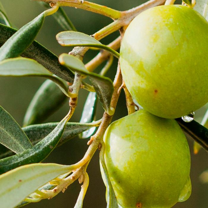 Close up of olives on an olive tree. Olive oil is one of the hero ingredients in weDo/ Professional’s No Light & Soft Shampoo bar for fine hair.